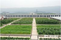 超出你想象！揭秘重庆最大屋顶菜园