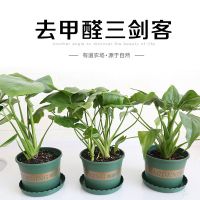 新房家具除甲醛等有害气体的有效方法都可行吗？