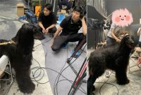 有孩有宠的家庭，沙发真的活不过一天吗？