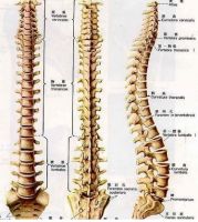 护脊睡眠专家伊丽丝床垫即将亮相2020深圳家具展