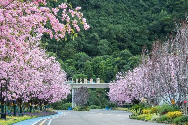 贵阳青秀2046樱花大道开通，南明区富源路改造升级-中国网地产