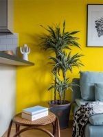 【YASLAN】走进梵高的色彩世界——向日葵黄