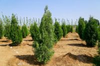 大自然家居董事长佘学彬荣获“年度责任人物”称号