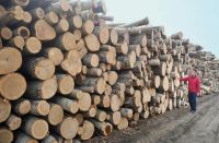 新鹏鸿 · 新产品 · 新体验——鹏鸿实木颗粒板官宣入市