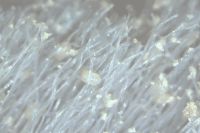 阻螨率 100%，透气又舒适的枕头终于被我们找到了！