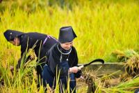 开镰庆丰收，2020丹寨丰收节喜迎八方宾客