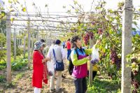 华侨城文旅节京北站落地,解锁醉秋田园新体验