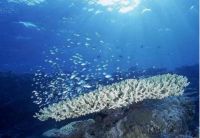海洋红利重构，"南太平洋巴铁"如何点燃蓝色引擎？