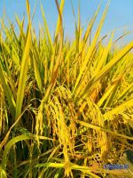 稻香满满!东莞这些美丽田园建设成果等你来打卡