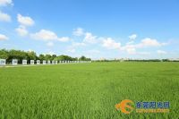 稻香满满!东莞这些美丽田园建设成果等你来打卡