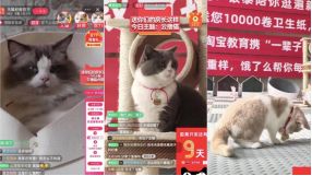 最后24小时！100万人在等天猫双11送的那套房！-中国网地产