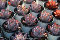 龙湖龙民节欢乐来袭,精彩市集惊喜连连,用心诠释品牌温度