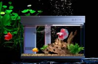 画法几何智能鱼缸斩获天猫2020新锐品牌排名第一，未来可期！