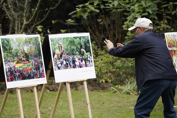 2020上海菊花展迎来近20万人观展