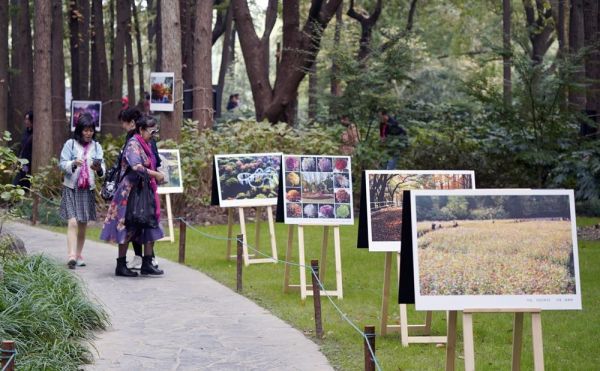 2020上海菊花展迎来近20万人观展