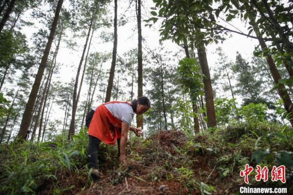 贵州省新一轮退耕还林投资累计达264亿元-中国网地产