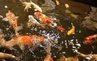 安吉蓝城春风十里中式合院,在售面积,价格,楼盘详情!
