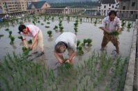 李伯钧：种植屋面的多重使命——谈屋顶开辟农田的实践与意义