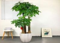 家里什么植物都可以不养，唯独这4种万万要种上，难怪越住越健康