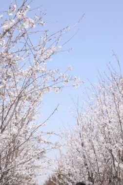 不用去日本看樱花，这里有北方区最大规模樱花海！ -中国网地产