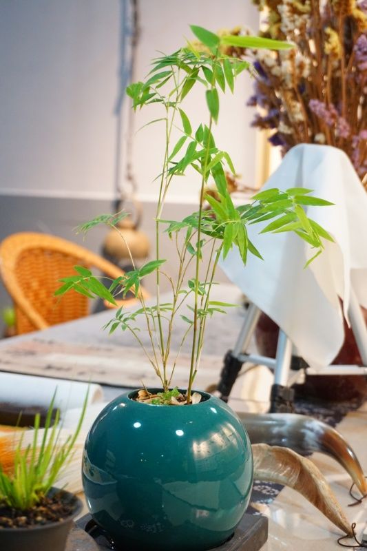 发财树摆哪个位置合适?若摆错位置势必会丢财,这么多年白干了