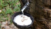 动辄上万块的乳胶床垫,凭啥受大老板喜爱?