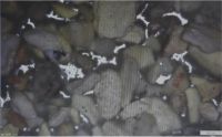 东方雨虹：优质高分子预铺防水卷材的“成才之路”