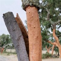 探索健康家居环境,得高地墙一体推动居住升级