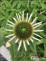 丰禾嘉会怎么样？看置业顾问石胜利发布了一条项目新消息！