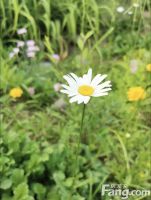 丰禾嘉会怎么样？看置业顾问石胜利发布了一条项目新消息！