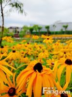 请查收从北京平谷热门楼盘现场传来多张谍照（组图）！