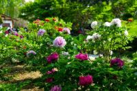 当“薄荷曼波”风吹入燕子矶