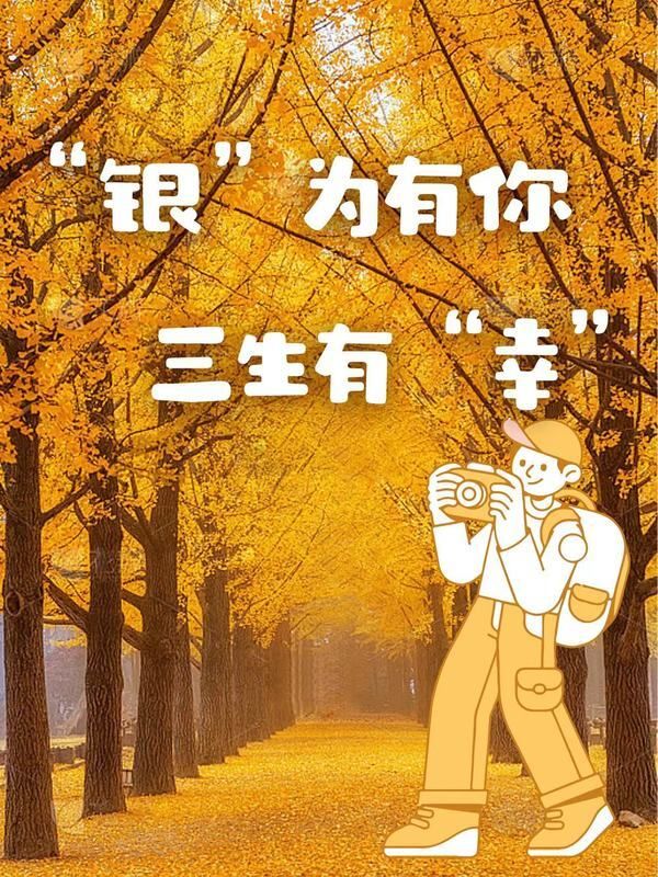 有杏入梦|梦洁邀你按下生活暂停键,好好睡一觉吧~