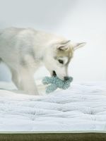 有杏入梦｜梦洁邀你按下生活暂停键，好好睡一觉吧～