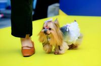 萌宠云集！五月的玉林东路可爱值“爆表”