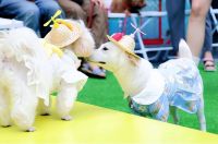 萌宠云集！五月的玉林东路可爱值“爆表”