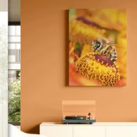 打造品质家居生活，就选阿尔贝娜莱茵之珠墙面漆