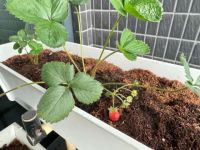 在“焦虑”和“躺平”之间，联塑农业选择开启“养成模式”