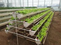 在“焦虑”和“躺平”之间，联塑农业选择开启“养成模式”