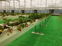 在“焦虑”和“躺平”之间，联塑农业选择开启“养成模式”