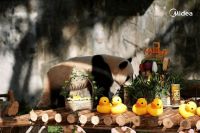 科技赋能动物保护，美的空调花样庆祝认养国宝周年