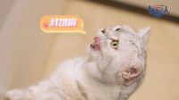 聚焦当代养宠青年情感需求，中国联塑×领尚×《城室人》传递温暖治愈的生活能量